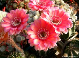 Echinopsis cv.     